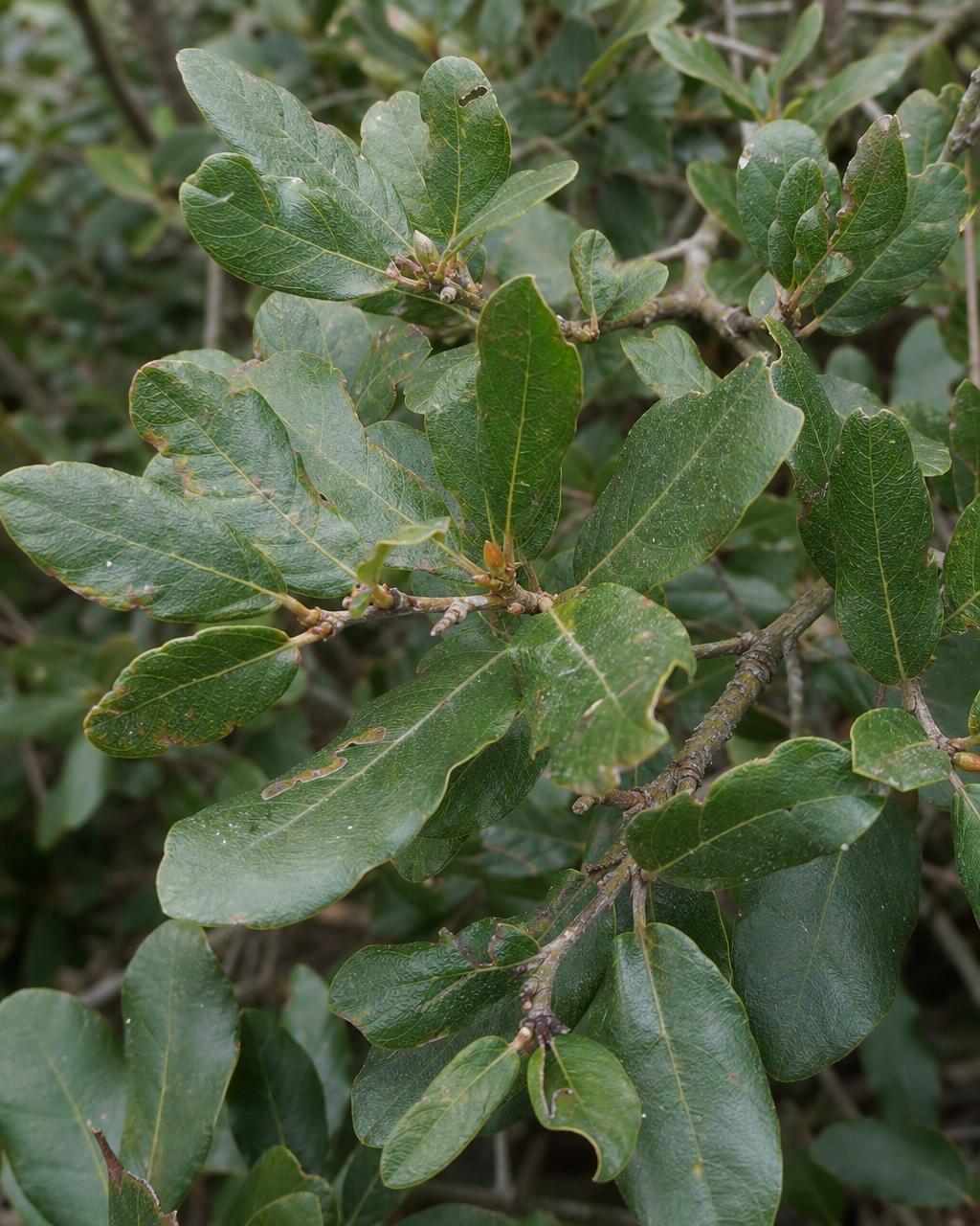 Feuillage de chêne vert
